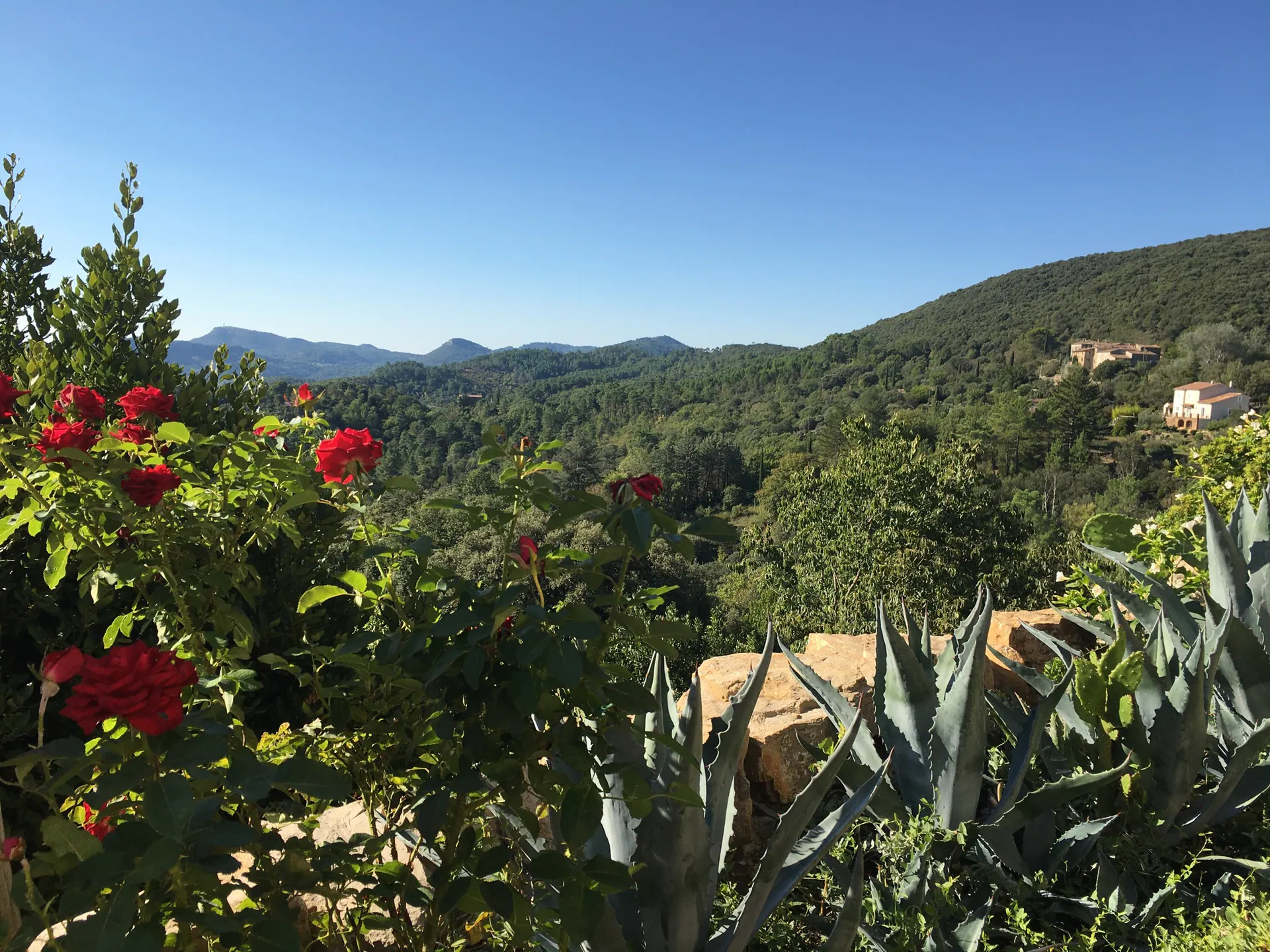 Roses et panorama cévenol